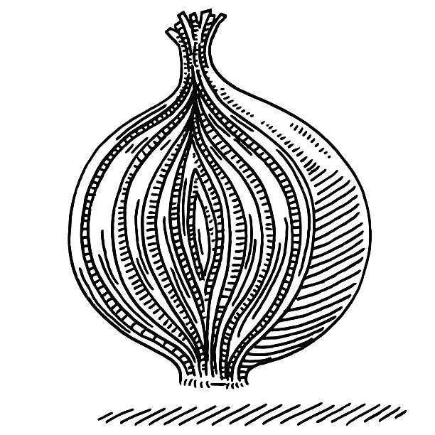 Cross Section Cut Onion Layer Principle Drawing Hand-drawn vector drawing of a Cross Section Cut of a Onion, Onion Layer Principle Concept Image. Black-and-White sketch on a transparent background (.eps-file). Included files are EPS (v10) and Hi-Res JPG. onion layer stock illustrations