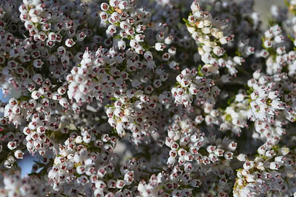 The heather in bloom, covered with millions of tiny white flowers with pink pistil, with the typical bell shape.