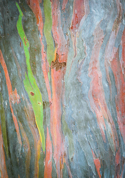 istock Abstract of colorful bark 471539393