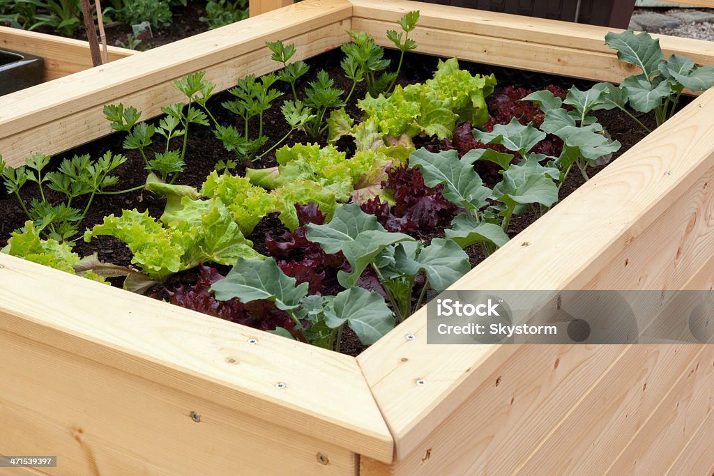 Vegetable garden Close up of a vegetable garden with different vegetables Beet Stock Photo