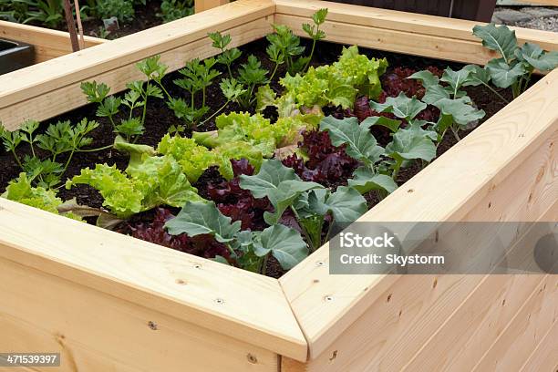 Vegetable Garden Stock Photo - Download Image Now - Beet, Brown, Cabbage Family