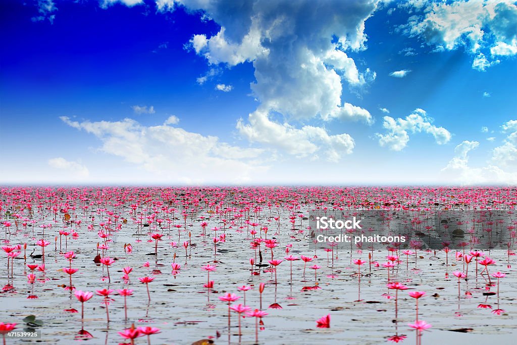 water lilly on the lake and beautiful sky Beauty Stock Photo