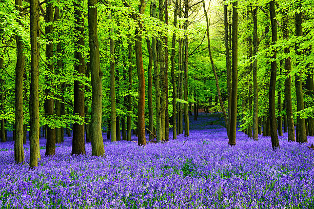 Bluebells Blooming Bluebells in Dockey Wood, England bluebell photos stock pictures, royalty-free photos & images
