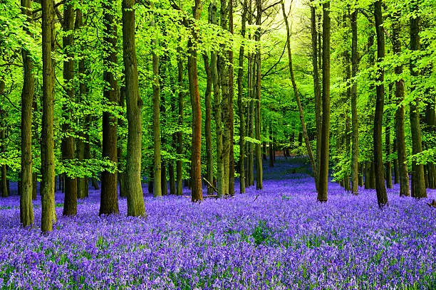 Blooming Bluebells in Dockey Wood, England