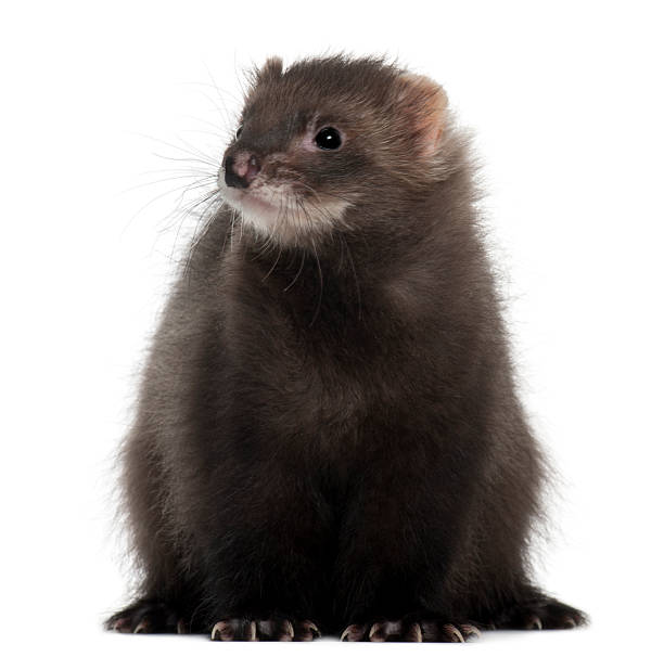 istock Ferret, 6 months old, in front of white background 471543561