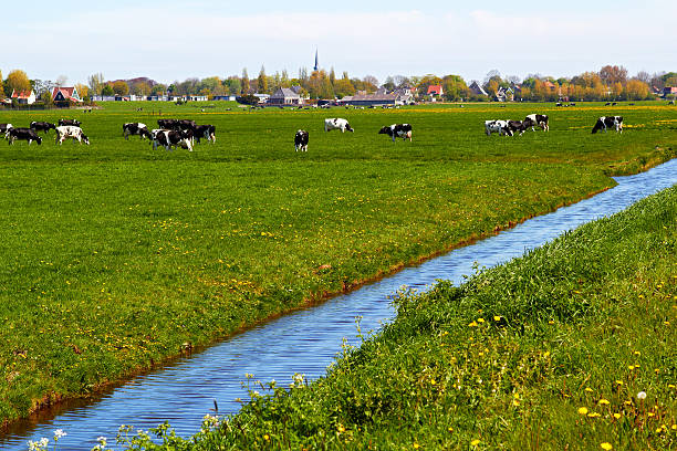 オランダの典型的な風景、牛ファームランド、ファームハウス ストックフォト