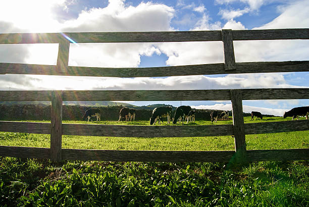 Low angle with shallow depth of field: focus is on lush grass. Blurred beef cattle in background in North Island, New Zealand, NZ