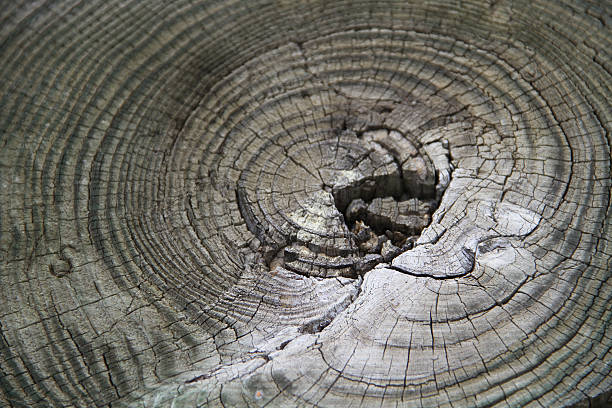 Woodgrain stock photo