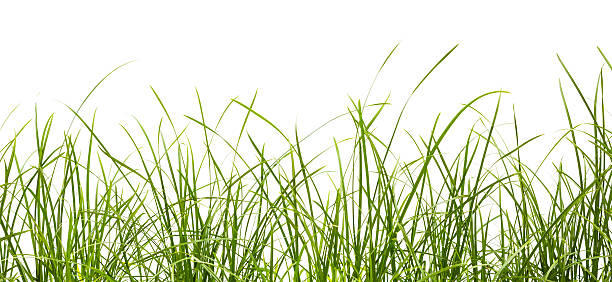 istock Fresh spring green grass panorama isolated on white background. 471544967