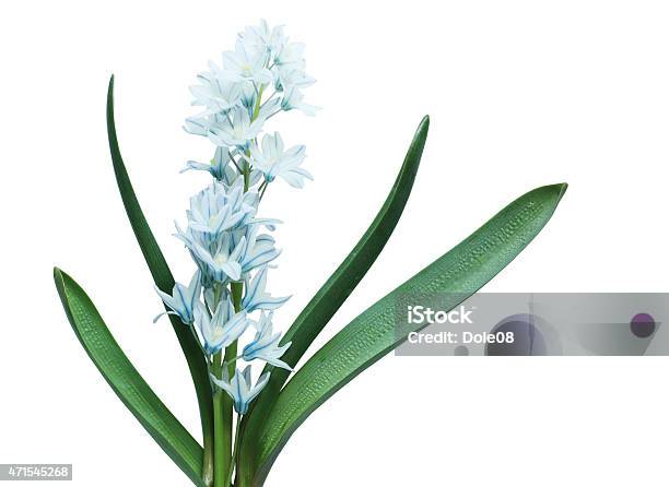 Blue Libanotica Flower Plant Stock Photo - Download Image Now - 2015, Botany, Bud