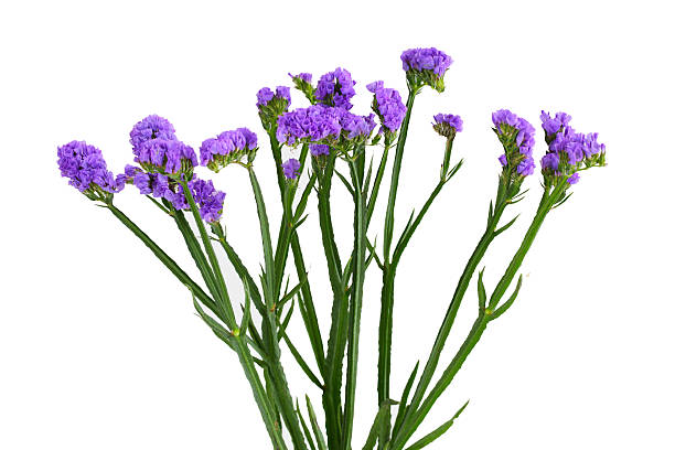 limonium sinuatum flor - limonium - fotografias e filmes do acervo