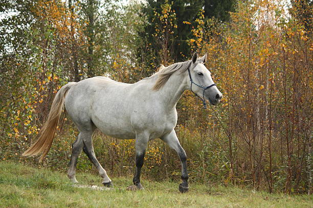 branco cavalo árabe trotting na floresta - horse arabian horse arabia white imagens e fotografias de stock