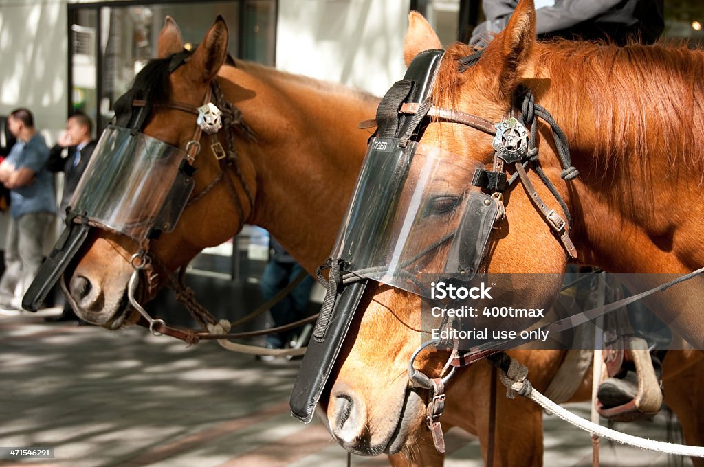 Seattle policía de caballos - Foto de stock de Caballo - Familia del caballo libre de derechos