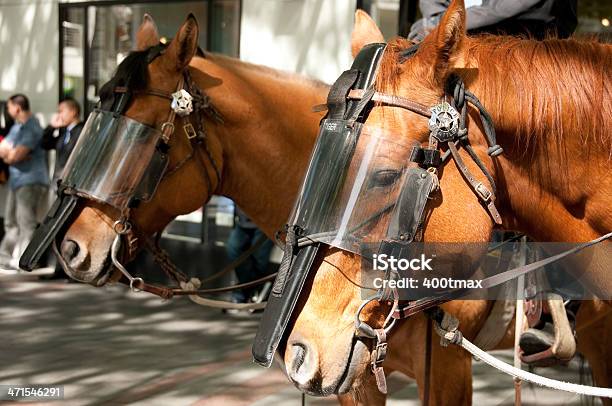 Seattle Policía De Caballos Foto de stock y más banco de imágenes de Caballo - Familia del caballo - Caballo - Familia del caballo, Condado de King - Estado de Washington, Cuerpo de policía