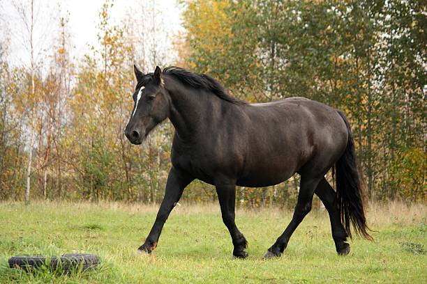 istock Black percheron trotting at the pasture 471546314