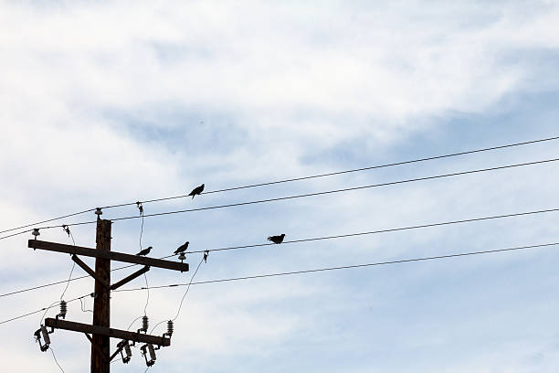 istock Four birds on a telephone wire with telephone pole 471546384
