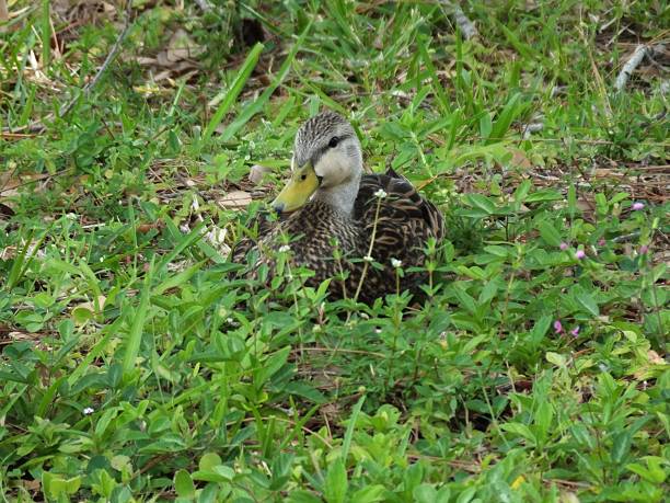 mottled duck (anas fulvigula) - gevlekte eend stockfoto's en -beelden