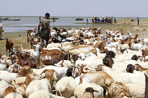 Lake Turkana lake, Ethiopia, February 17, 2013: african shepherd is driving the goats along the shore of the lake.