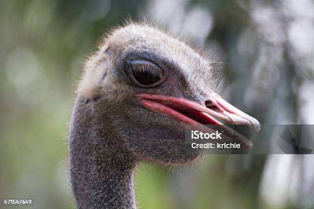 Primo Piano Di Struzzo - Fotografie stock e altre immagini di Ambiente - Ambiente, Animale, Animale in cattività