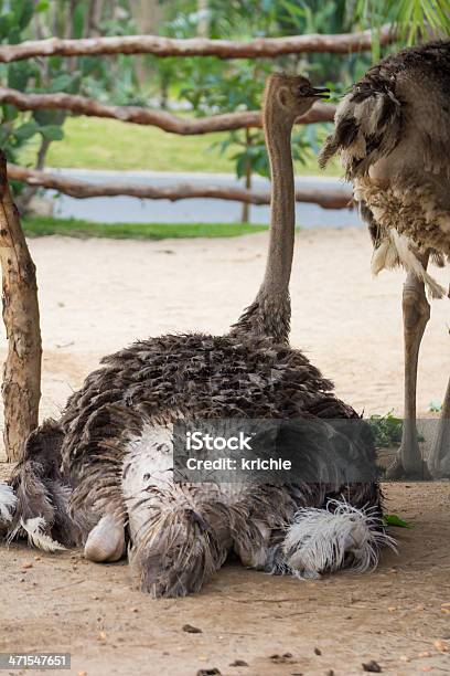 Foto de Avestruz Em Estábulos e mais fotos de stock de Animal - Animal, Avestruz, Bico