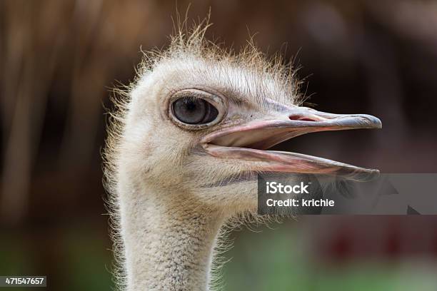 Closeup De Avestruz - Fotografias de stock e mais imagens de Animal - Animal, Animal Cativo, Avestruz