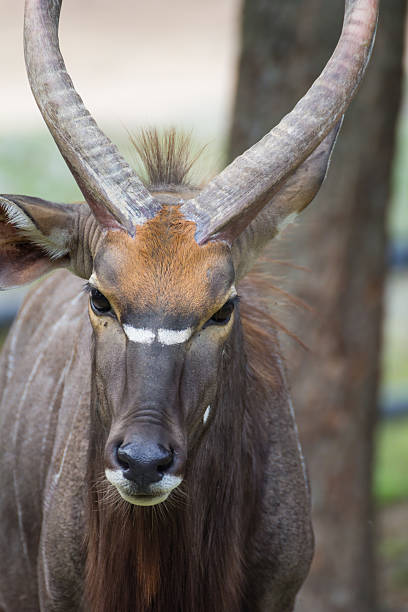 istock Brown chamois goat in zoo 471547667