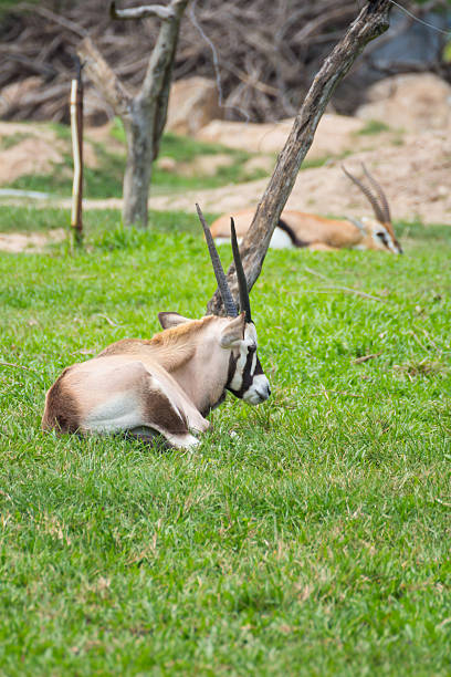 istock Chamois goat in zoo 471547679