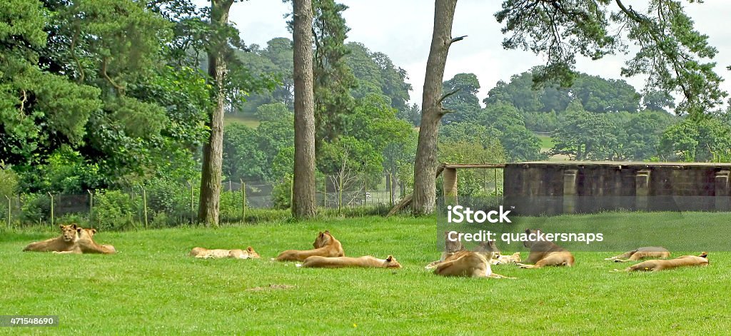 Lionesses Lionesses laying in the grass in a safari park Back Stock Photo