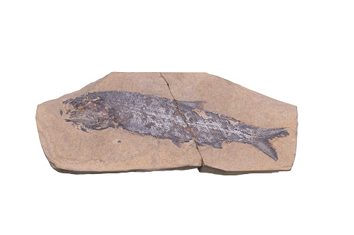 Fossil on white background with clipping mark lighting in studio.
