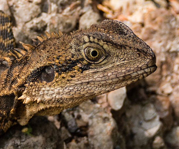 istock close up of young water dragon's head 471549091
