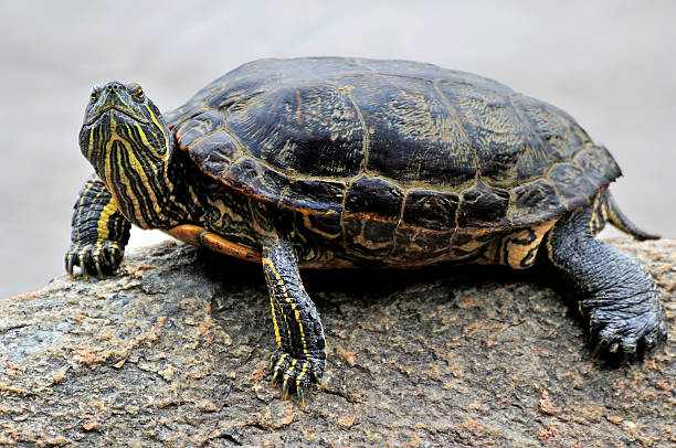 istock closeup of a turtle 471549492