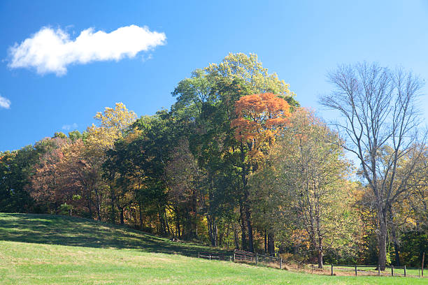 istock Autumn leaves in nature 471549504