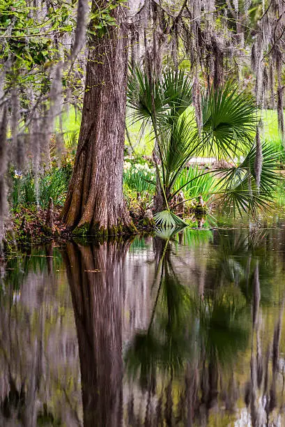 Photo of Magnolia Plantation Swamp Garden