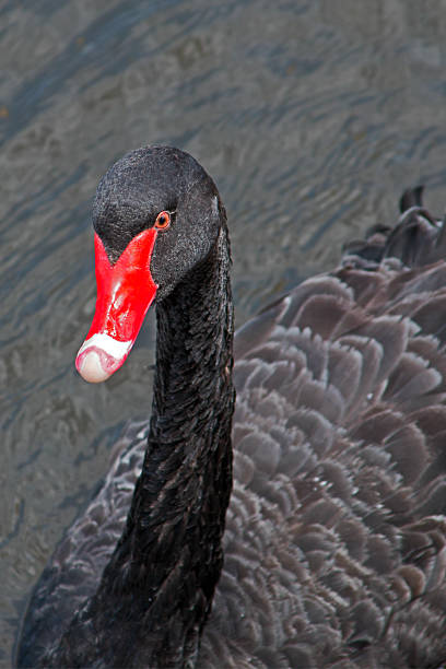 istock Black Swan Swimming in the Yarra River 471550018