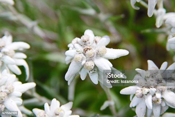 Edelvais Alpino Flor - Fotografias de stock e mais imagens de Alpes Europeus - Alpes Europeus, Alpes suíços, Ao Ar Livre