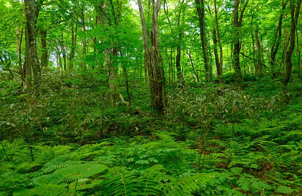 Shirakami-Sanchi in fresh green in Aomori, Japan