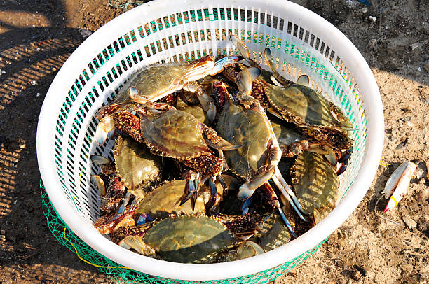 istock Fresh edible sea crab 471550540
