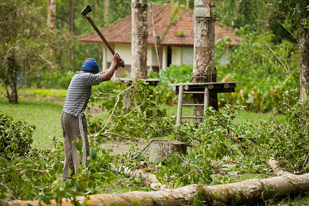 tempestade sequência - cutting tree moving down bark imagens e fotografias de stock