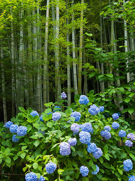 Bamboo grove and Hydrangeas Bamboo grove and Hydrangeas at the Meigetsu-in temple in Kamakura, Kanagawa, Japan meigetsu in temple photos stock pictures, royalty-free photos & images