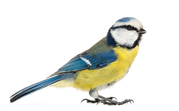 istock Side view of a Blue Tit, Cyanistes caeruleus 471553185
