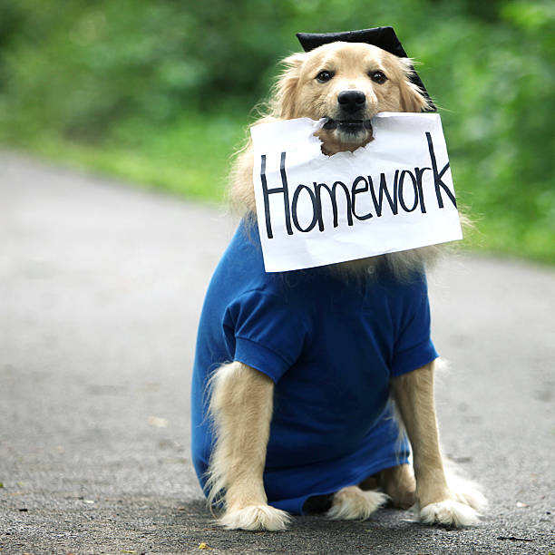 Dog Ate Homework Dog with homework sign in mouth. dog ate my homework stock pictures, royalty-free photos & images