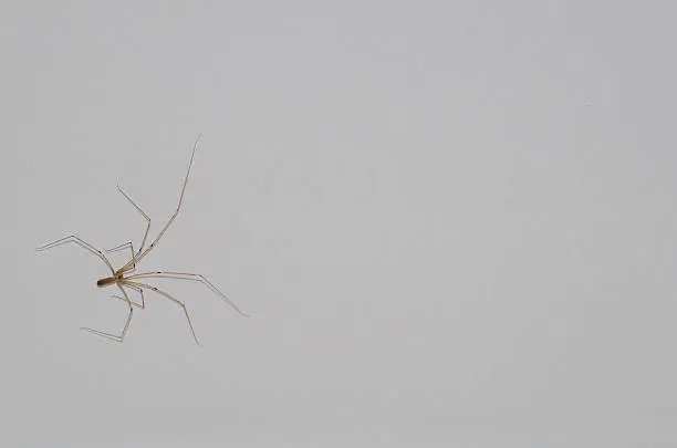 This is a close up image of a Daddy Longlegs spider, they are also know as Harvestman.