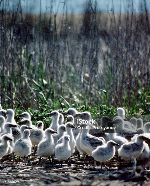 Photo libre de droit de Poussins De Goéland banque d'images et plus d'images libres de droit de Animal vertébré - Animal vertébré, Espèces en danger, Faune