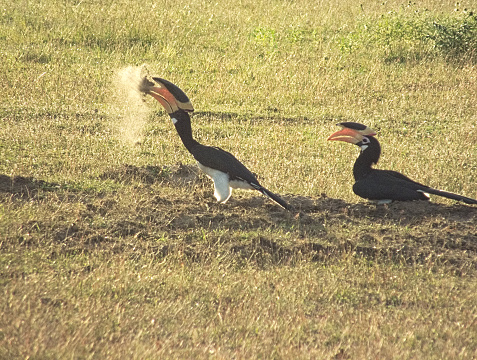 A mating pair of Malabar pied Hornbills (Anthracoceros coronatus) in the dry earth on the ground, in a savannah-type grassland, tropical island. 