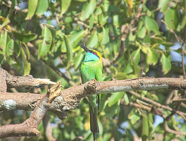 istock Green Bee-eater (Merops Orientalis) After Swallowing a Dragonfly 471556202