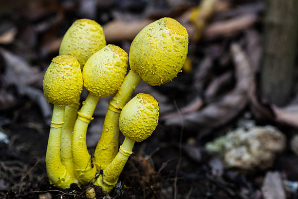 黄色観葉植物マッシュルーム、leucocoprinus birnbaumii ます。 - fungus nature orange agaric toxic substance ストックフォトと画像