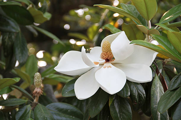 Magnolia stock photo