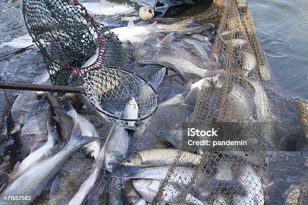 Fishes In The Net Stock Photo - Download Image Now - Commercial Fishing Net,  Fish, Fishing Industry - iStock