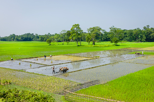 Majuli island, India - August 27, 2011: farmers plough water logged paddy fields using traditional wooden plough and driven by oxen near a village in Majuli island, Assam, India. This shot was taken on an over cast day and also shows a landscape of paddy fields.