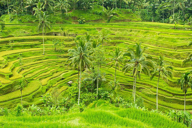 istock Balinese Rice Paddy Terraces 471557938
